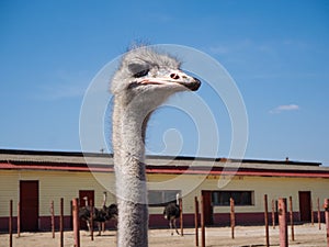 Ostrich farming bird head and neck front portrait in paddock.