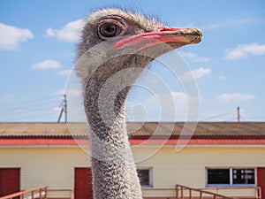 Ostrich farming bird head and neck front portrait in paddock.