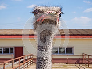 Ostrich farming bird head and neck front portrait in paddock.