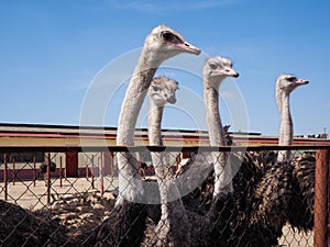 Ostrich farming bird head and neck front portrait in paddock.