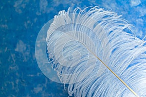 ostrich feather on a background of sky-blue background.Copy space