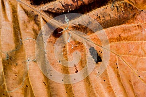 The ostrich feather. Brown-green ostrich feather under high magnification.