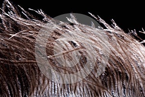 Ostrich feather plume on black background