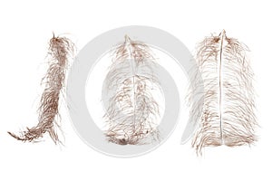 Ostrich feather plume isolated on white background