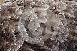 Ostrich Feathers