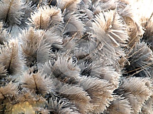 Ostrich Feathers