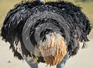 Ostrich feathers