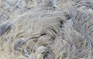 Ostrich feathers closeup