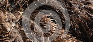 The Ostrich feathers is one or two species of large flightless birds native to Africa