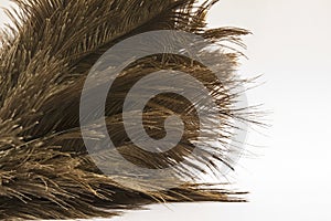 Ostrich feathers (Struthio) close-up over white