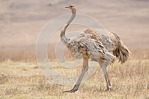 Ostrich female in Ngorongoro