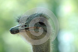 Ostrich