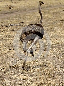 Ostrich Female Running
