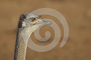 Ostrich