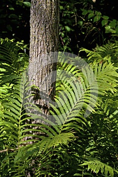 Ostrich Fern   806195