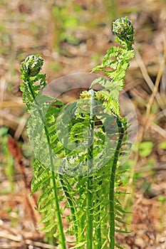 Ostrich fern or black saran (Matteuccia struthiopteris).