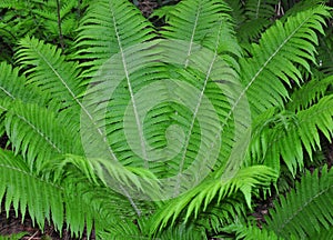 Ostrich fern Matteuccia struthiopteris