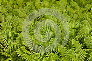 Ostrich fern Matteuccia struthiopteris background