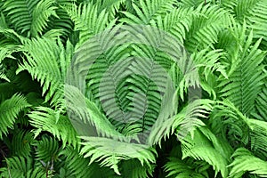 Ostrich fern ( Matteuccia struthiopteris ) leaves. Onocleaceae perennial fern.