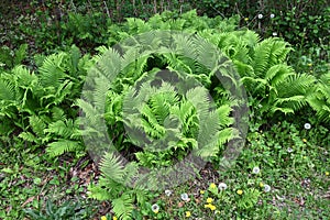 Ostrich fern ( Matteuccia struthiopteris ) leaves. Onocleaceae perennial fern.