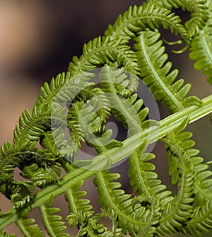 Ostrich Fern (Matteuccia struthiopteris) Square photo