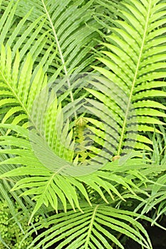 An Ostrich Fern with New Fronds Beginning to Unfurl