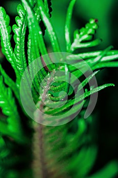 Ostrich, fiddlehead or shuttlecock fern ornamental leaves through the summer sunlight.