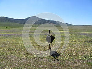 Ostrich in field of wild flowers