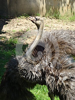 Ostrich Flaunting its Feathers