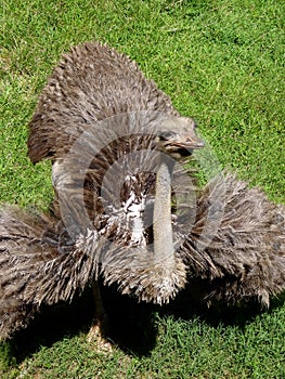 Ostrich Flaunting its Feathers photo