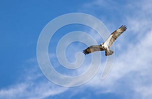 an ostrich flies through the air on a sunny day