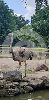 Ostrich is a flightless bird