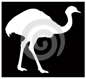 Ostrich or flightless bird silhouette