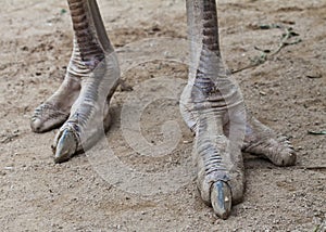 Ostrich foot
