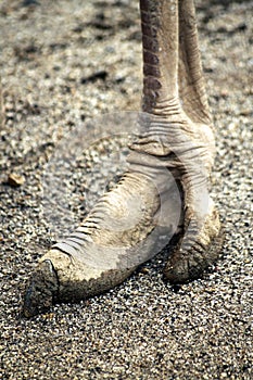Ostrich foot