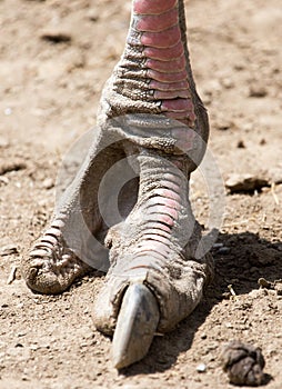 Ostrich foot on the ground