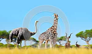 Ostrich with giraffes and antelopes on the savanna.