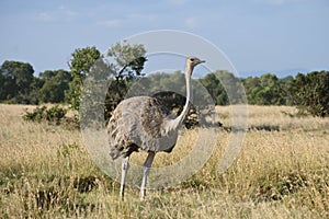 An ostrich on the grassland