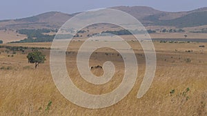 Ostrich Grazing In Tall, Dry Grass African Savannah Masai Mara, 4K