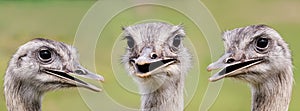 Ostrich group portrait