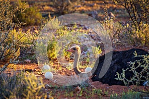 Ostrich guarding its eggs in the Kalahari desert of Namibia photo