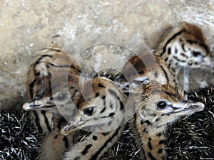 Ostrich hatchlings, Oudtshoorn, Garden Route, South Africa