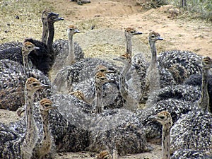 Ostrich hatchlings on a South African farm