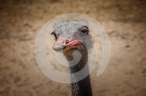 Ostrich Head