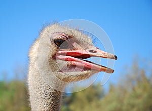 Ostrich head