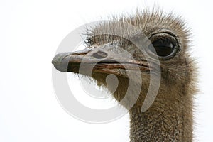 Ostrich head