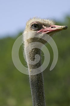 Ostrich Head