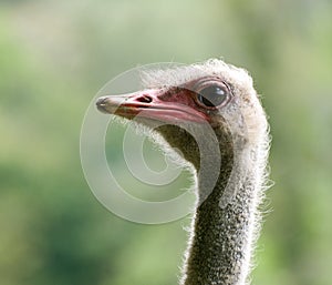 Ostrich Head with Beady Eye