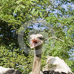 Ostrich head with beak open