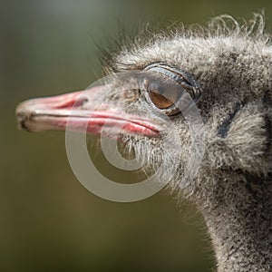 Ostrich Head , big eyes avestruz photo